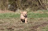 GOLDEN RETRIEVER 063